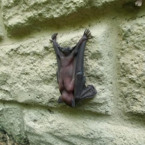 Why Bat Removal Isn’t a DIY Job