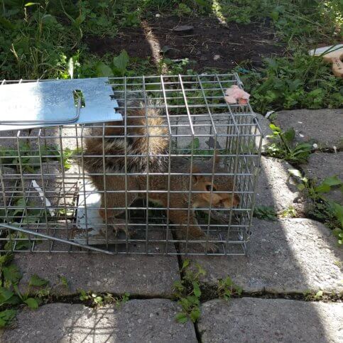 Maryland Squirrel Secrets