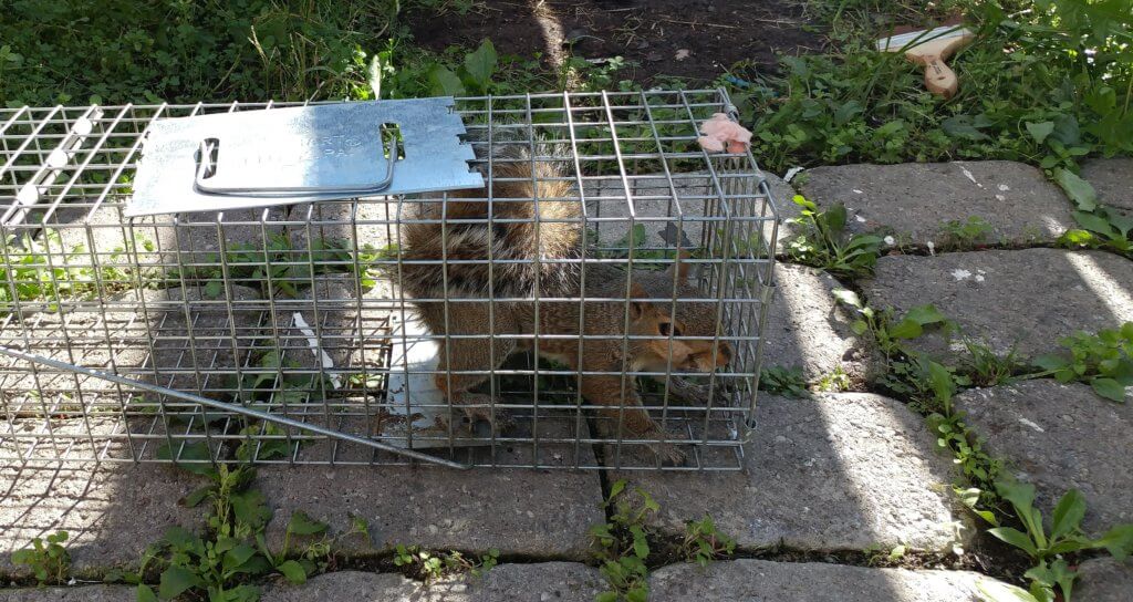 Kingsville Md Squirrel Removal Control On The Fly Pest