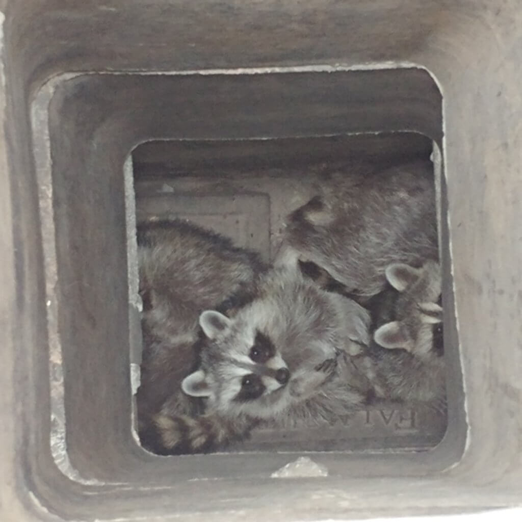 image of nuisance raccoons in Hunt Valley chimney