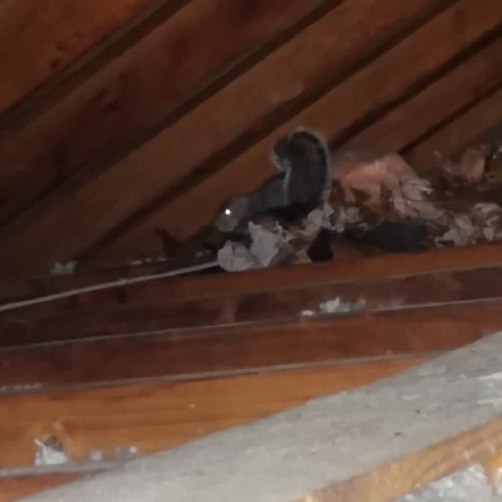 picture of pest squirrel in Glyndon attic