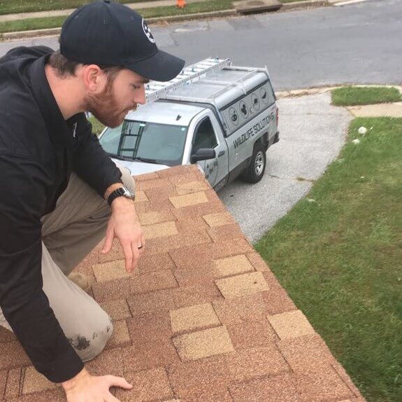 Checking a roof for pest issues