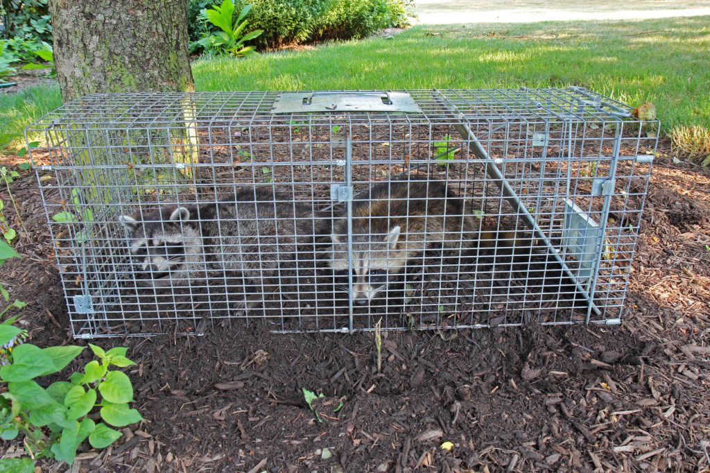 Raccoons in a cage
