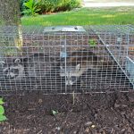 Image of Two small American raccoons caught in a live trap in a homeowners back yard