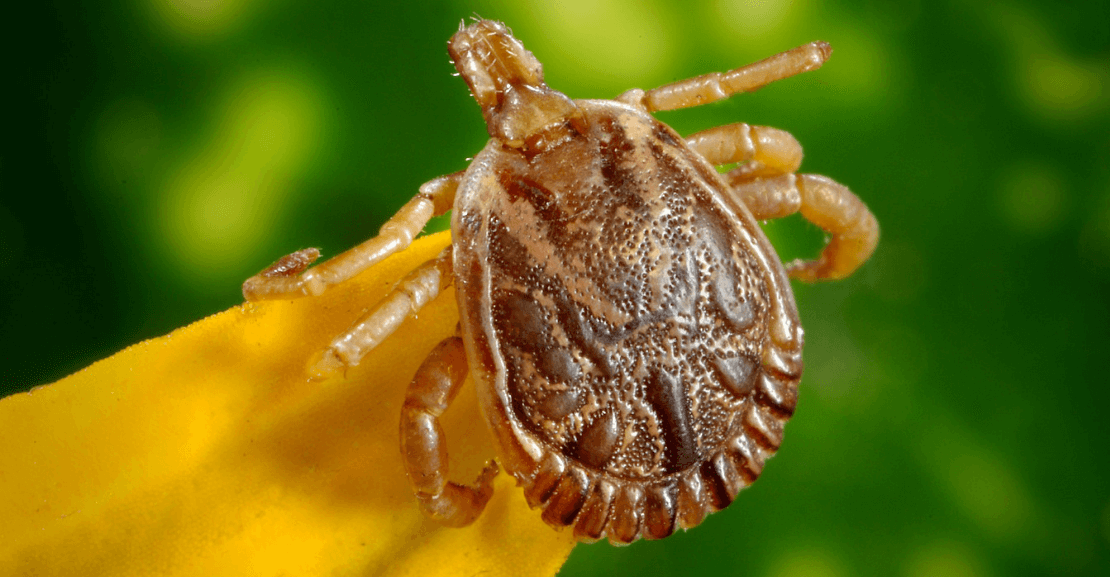 Ticks | On The Fly Pest Solution