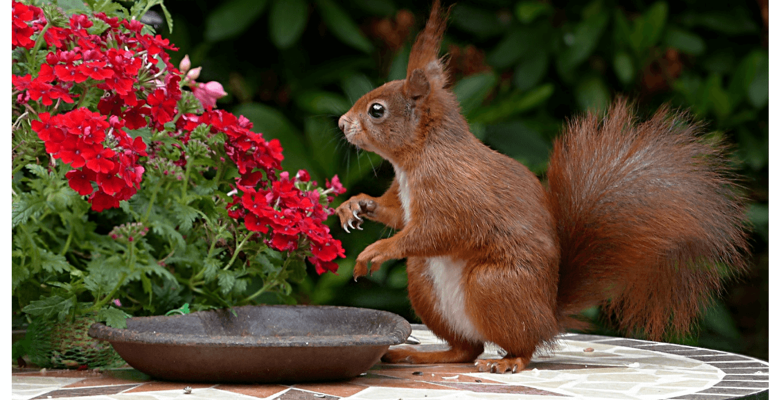 Prevent Squirrels from Entering Your House This Summer