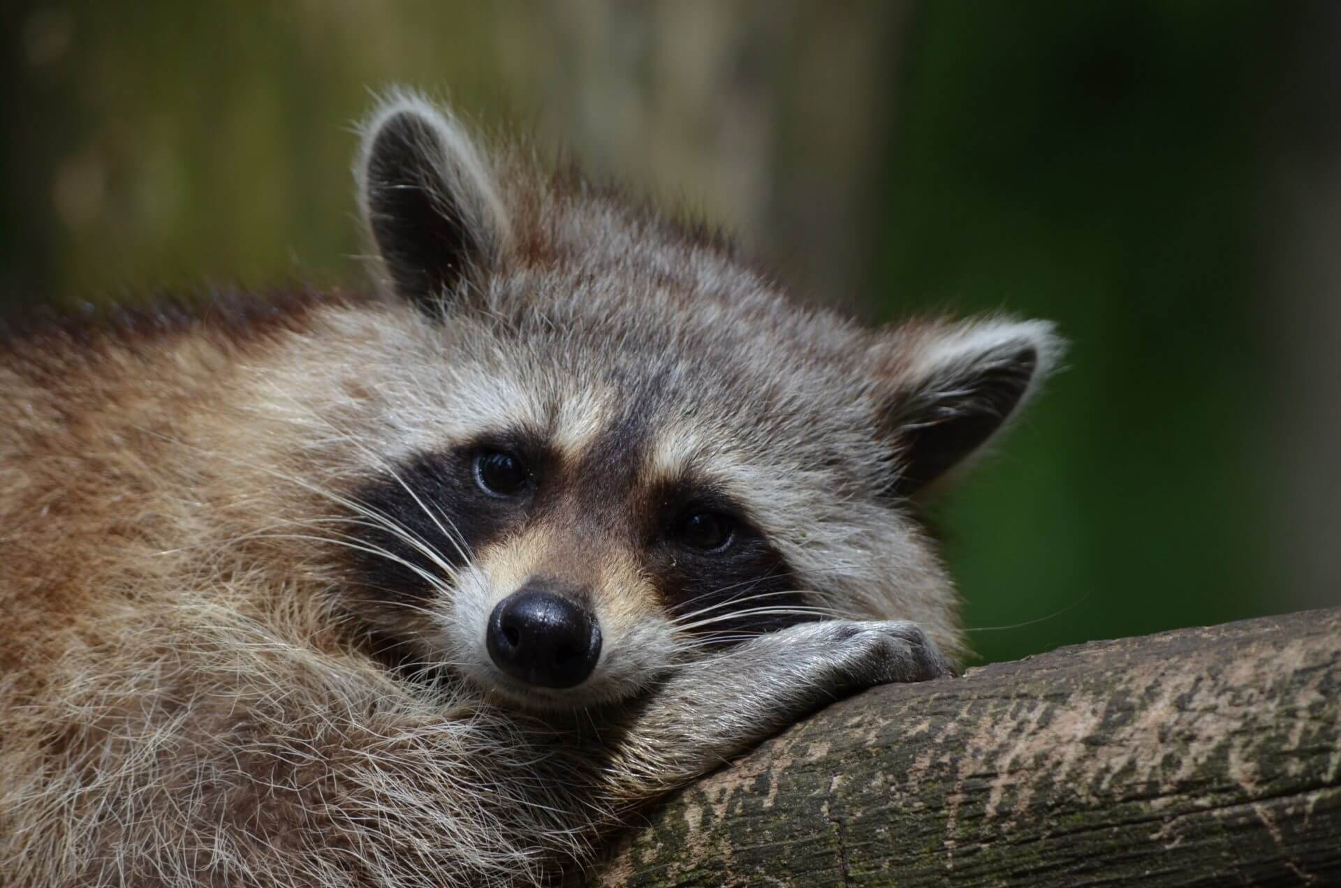 Intelligent Nocturnal Raccoons. Facts On Raccoons. 