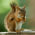 image of red squirrel