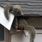 picture of squirrel damage to home