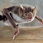 image of bat