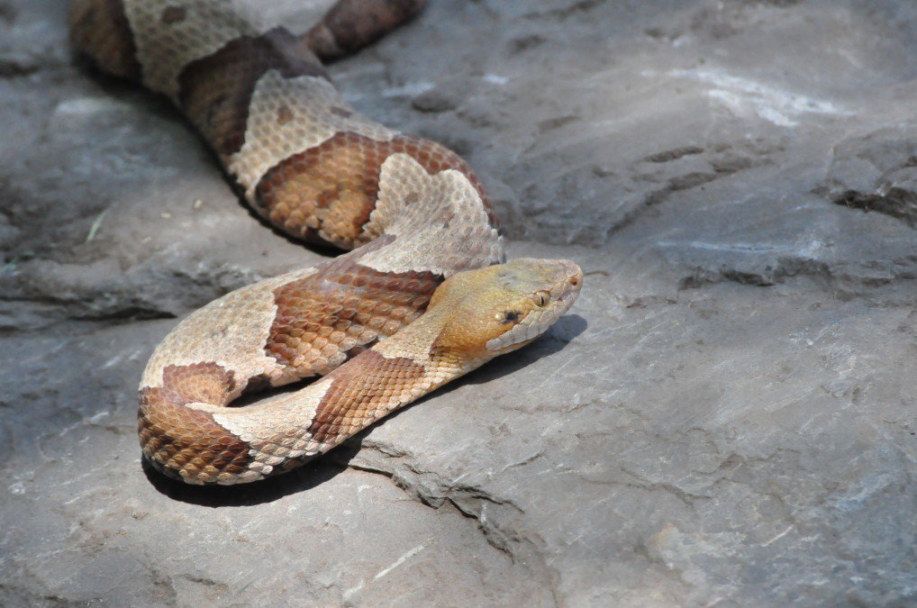 Snakes Of Maryland