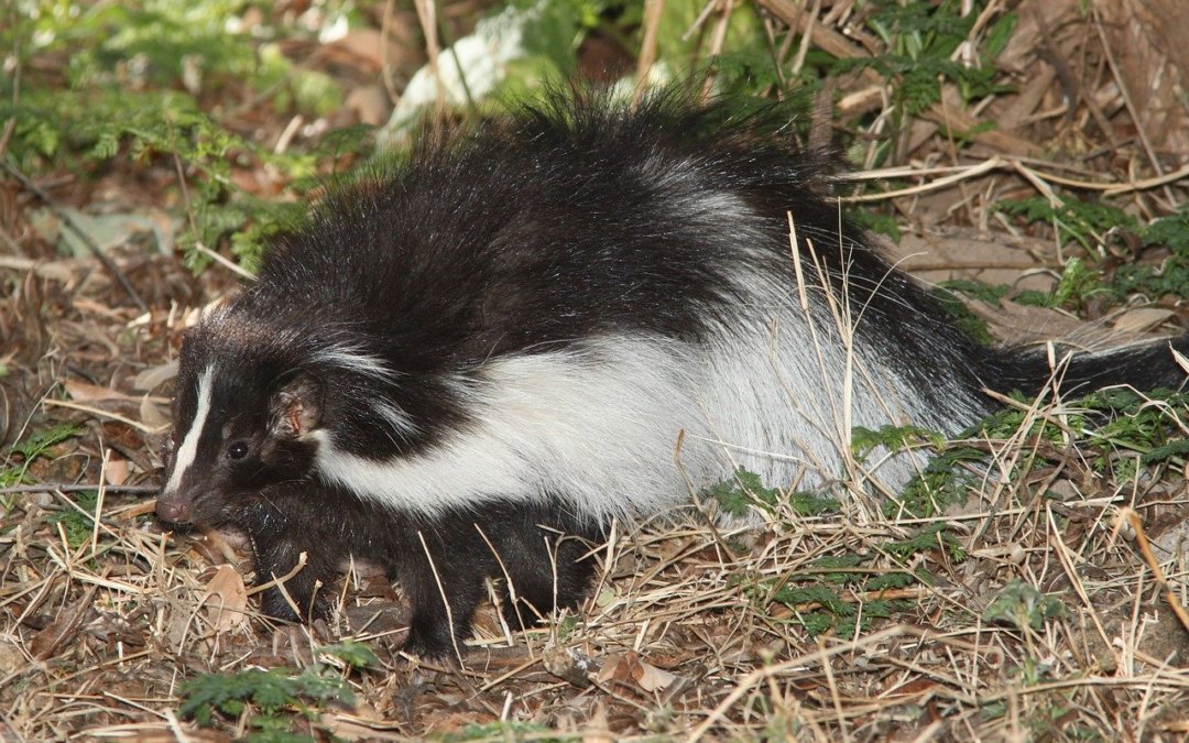 skunk exclusion baltimore