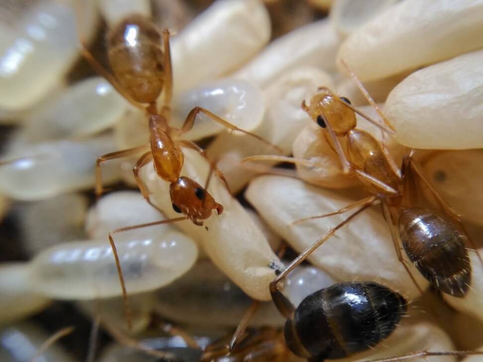 Maryland ant infestation