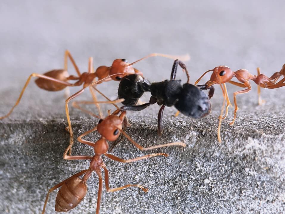 ant control, pest control Baltimore Highlands