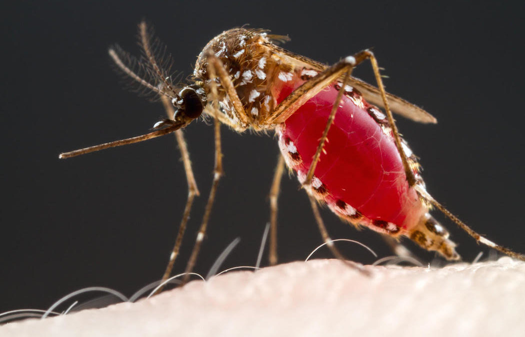 Can You Contract the Coronavirus From Mosquito Bites?