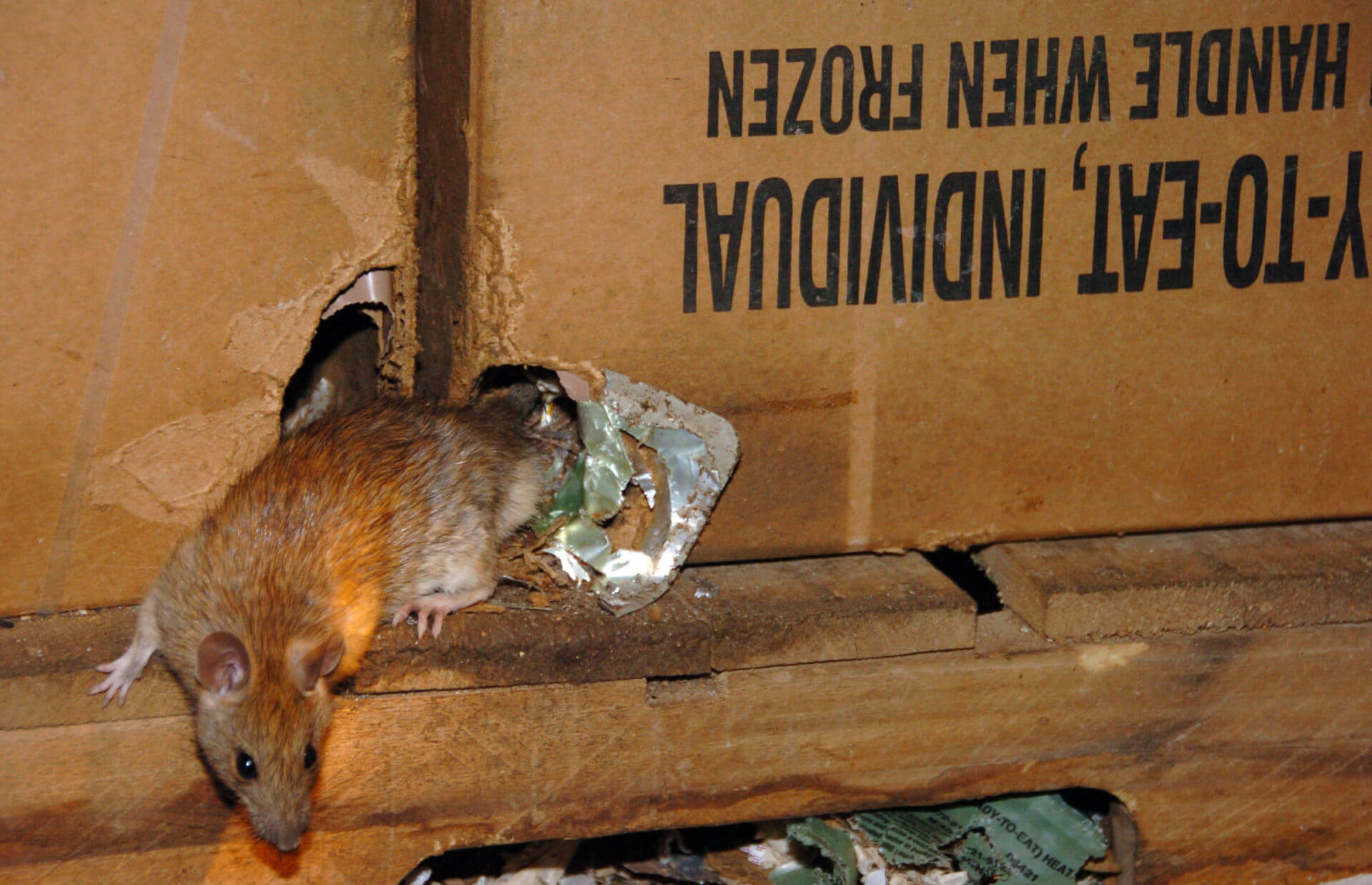 Image of rat infesting a food in a restaurant