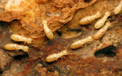 picture of termite colony in Ownings Mills Maryland