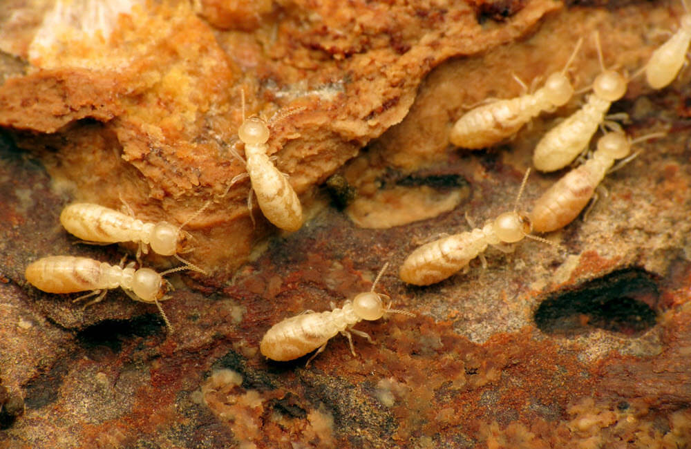 Maryland termite infestations