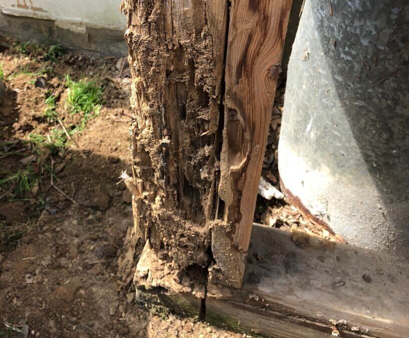 picture of termite damage to home foundation management