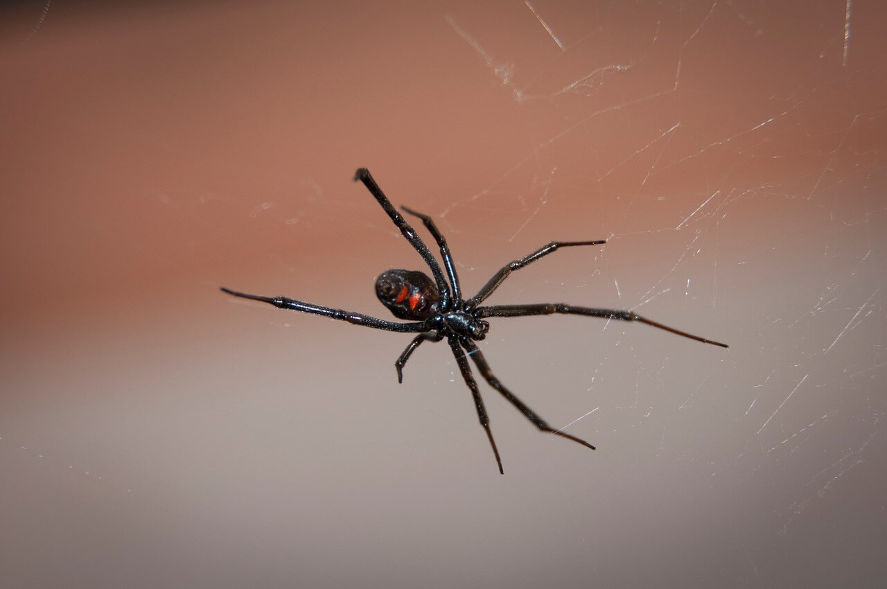 Image of a black widow found in maryland
