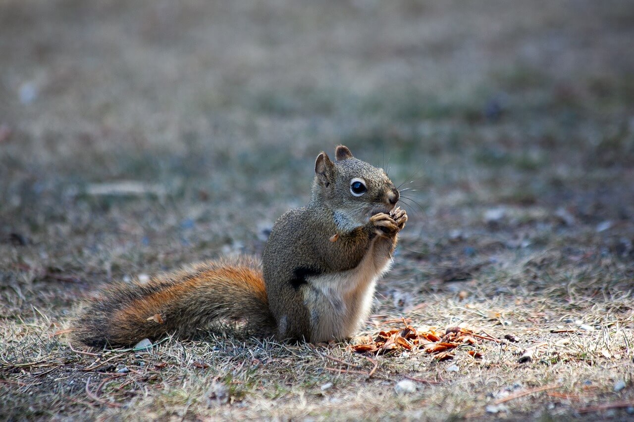 photo of eastern fox squirrel eating