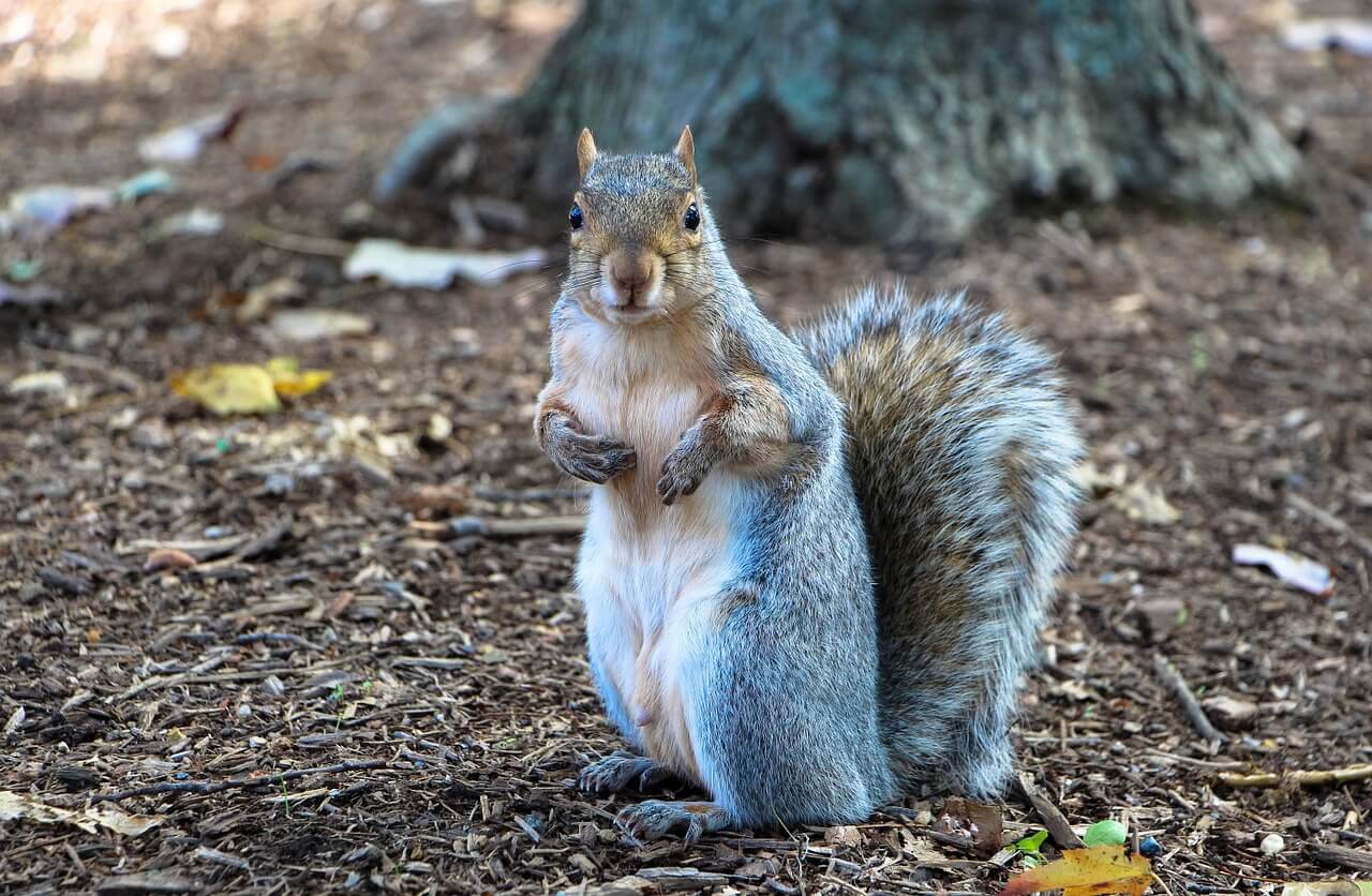 Photo of an eastern gray squirrel