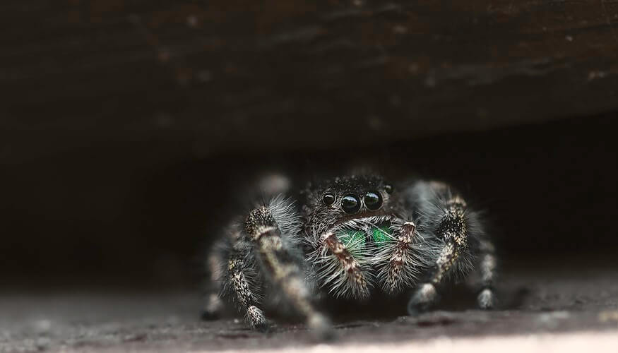 Photo of a jumping spider
