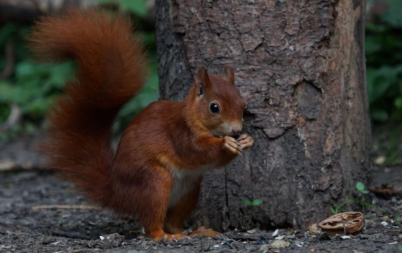 Image of red squirrel found in maryland
