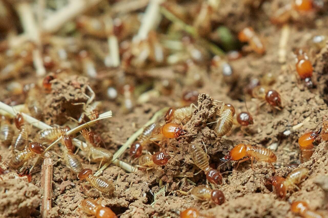 Image of termites that are feeding on wood