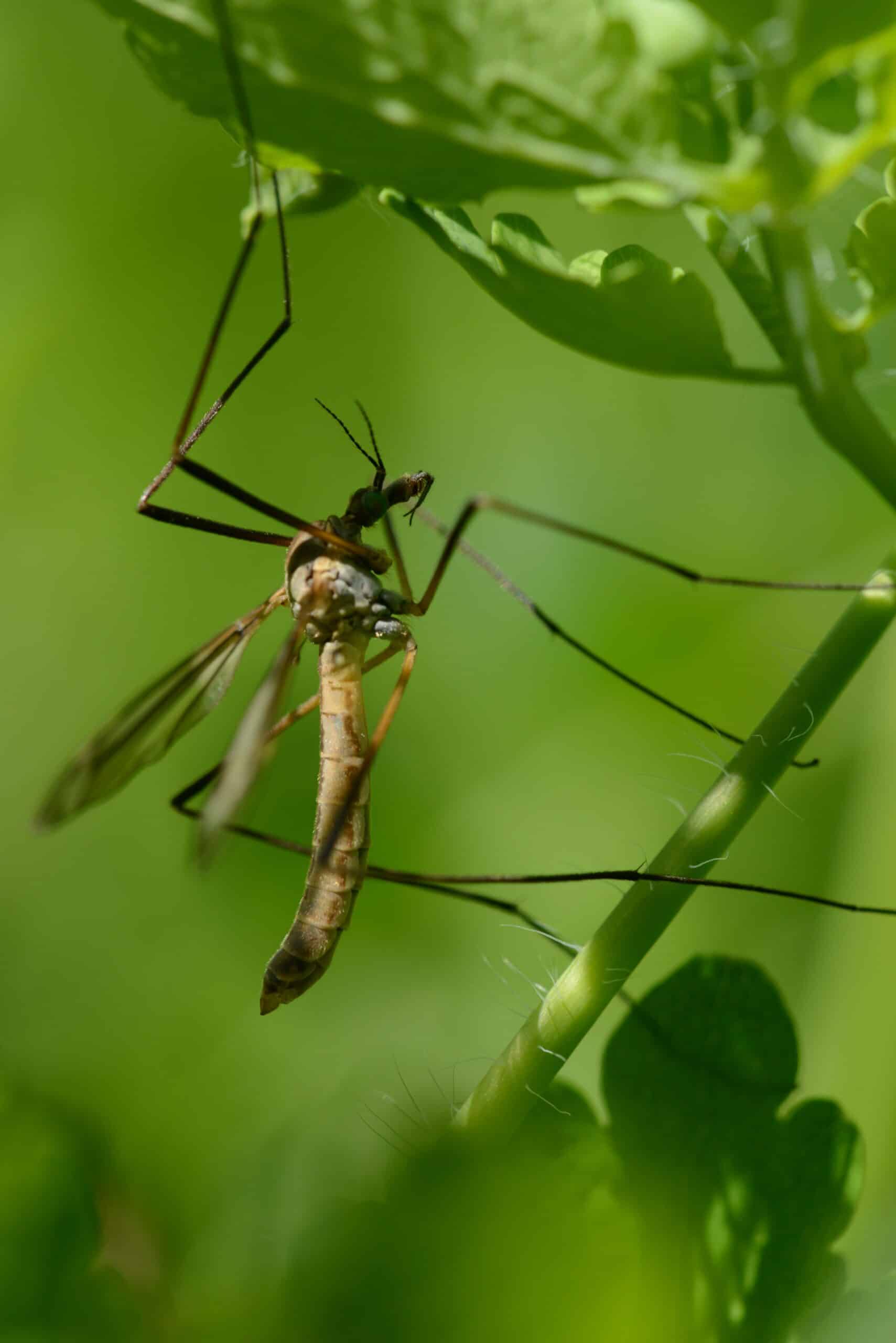 Five Fascinating Mosquito Facts