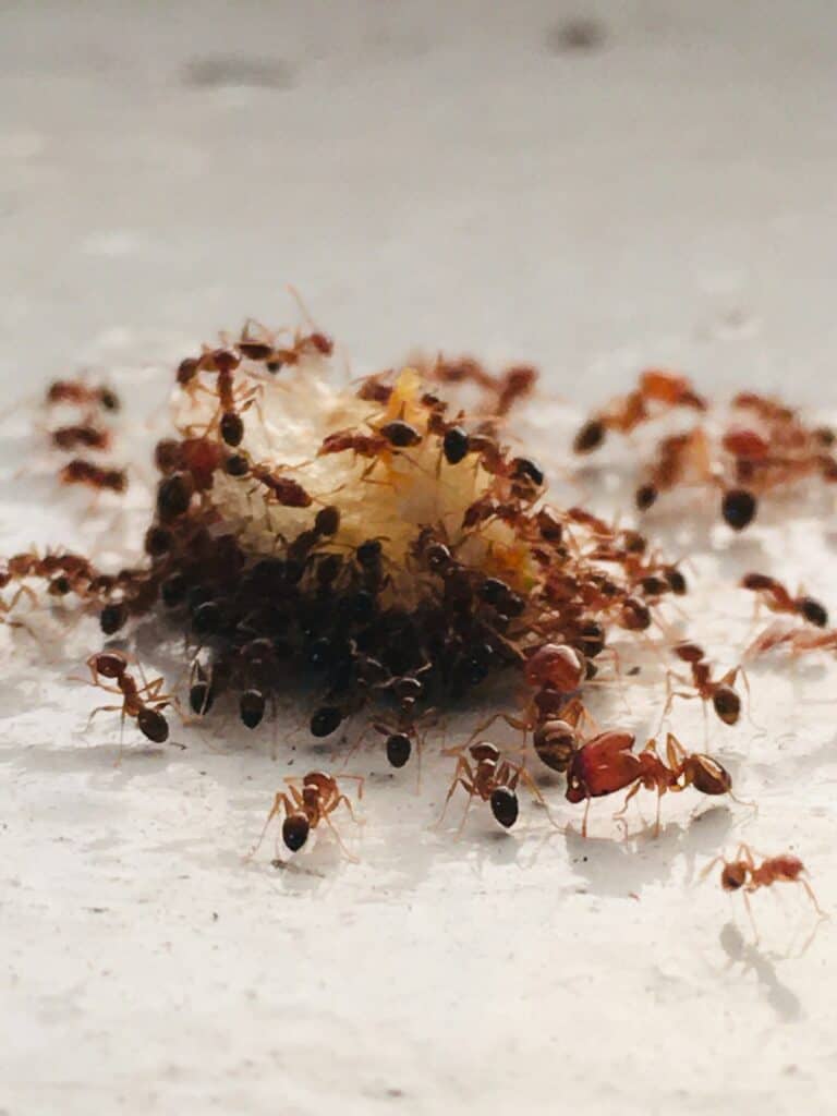 Ant Cluster