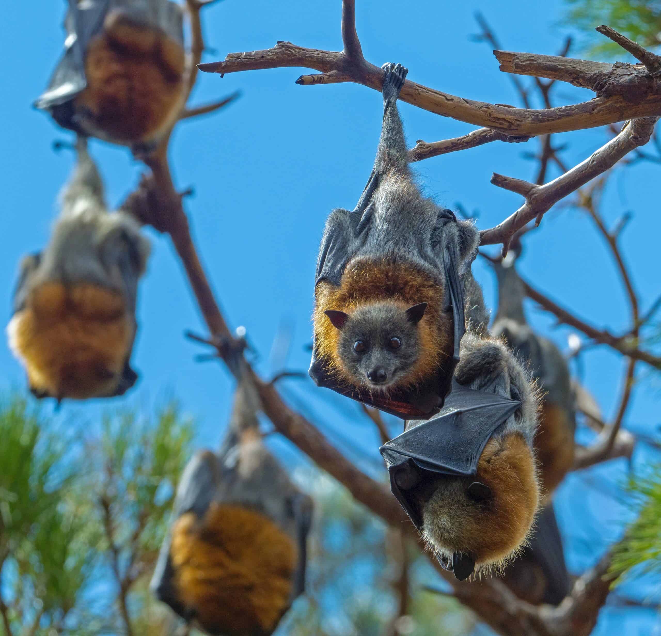 Bats Hanging from Tree