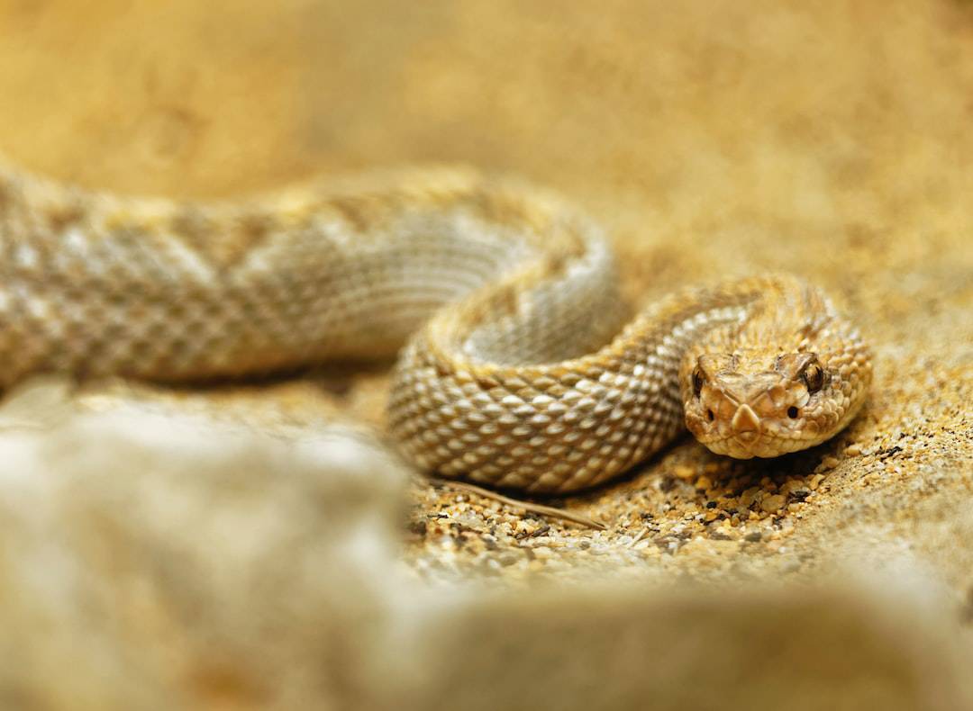 Signs of Snake Infestations: Take Action Against Unwanted Guests