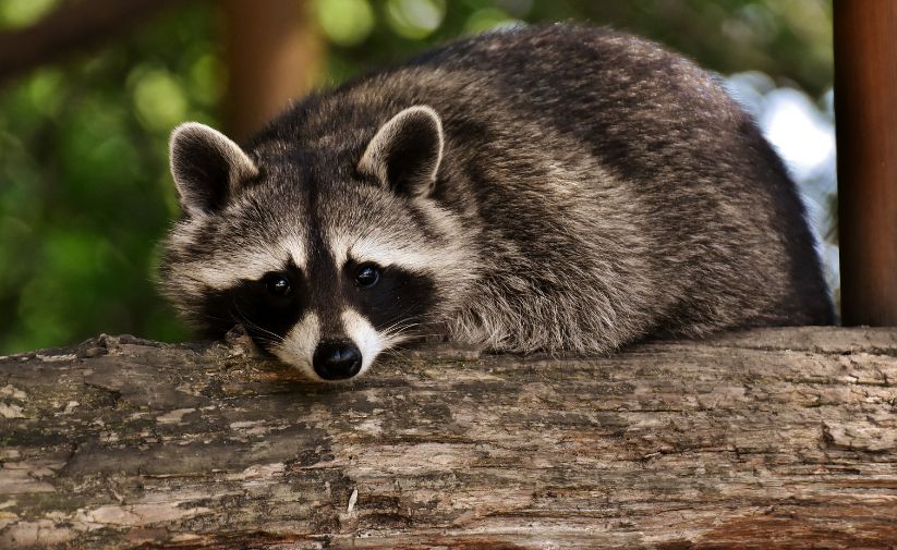 Keep Raccoons At Bay