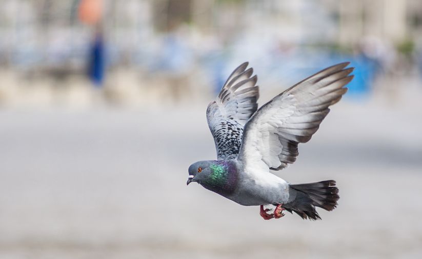 How to Keep Birds From Crashing Your Holiday Celebrations