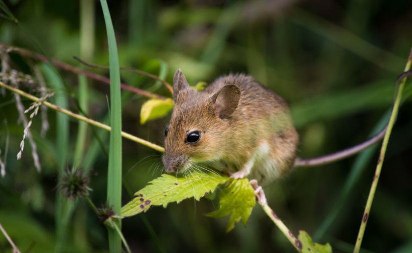 Preventing Mice in Your Home