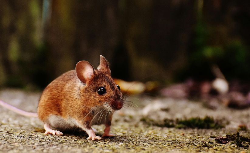 How to Keep Mice and Rats Outside